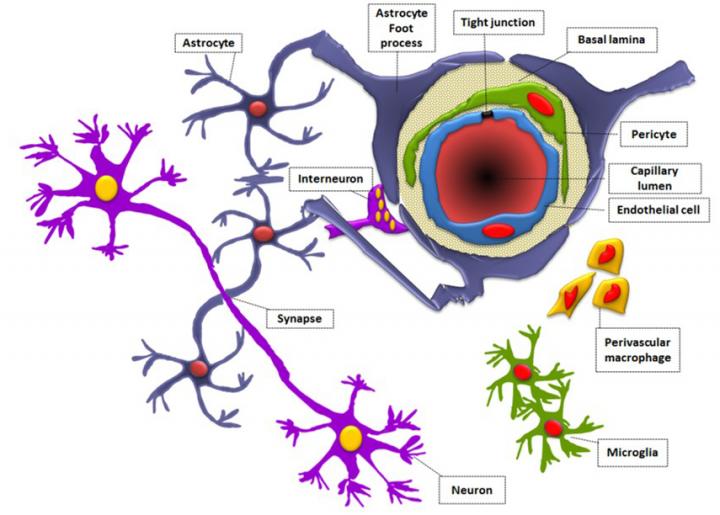 Новая модель гемато-энцефалического барьера поможет в борьбе с онкологическими поражениями мозга